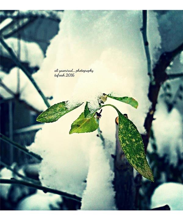 هنر عکاسی زمستان yaserirad_photo
