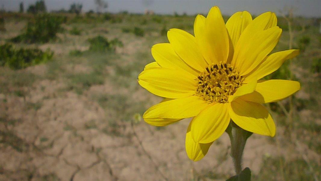هنر عکاسی آرامش hossein