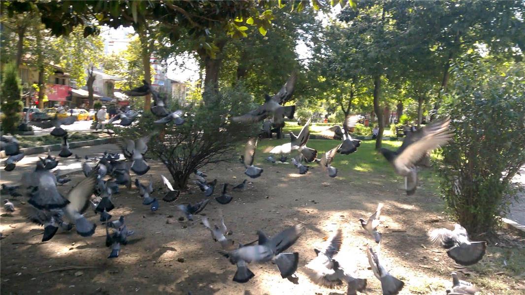 هنر عکاسی پرندگان ساسان محمدی