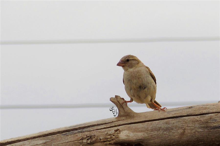 هنر عکاسی پرندگان الناز پناهی