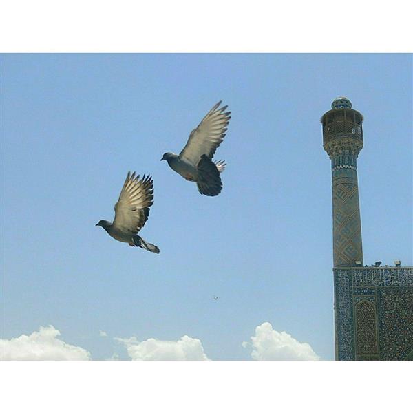 هنر عکاسی پرندگان maryam27