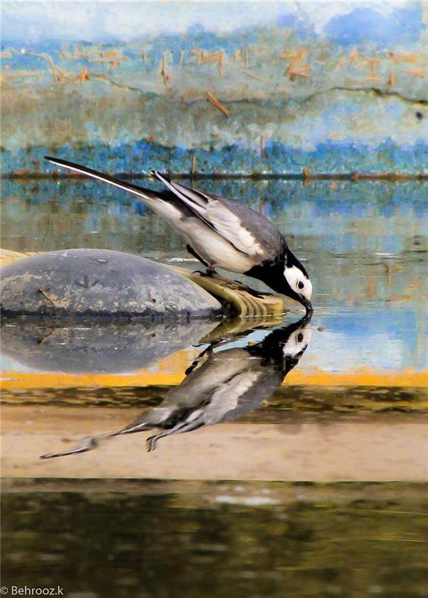 هنر عکاسی پرندگان Behrooz
