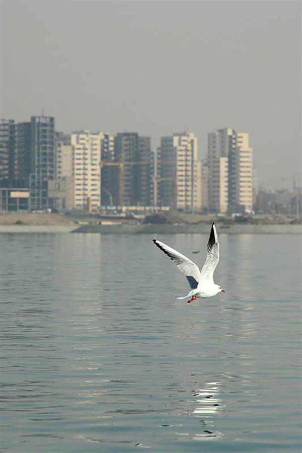 هنر عکاسی پرندگان ژوان