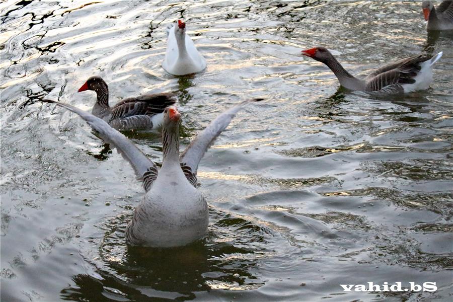 هنر عکاسی پرندگان Vahid-bS