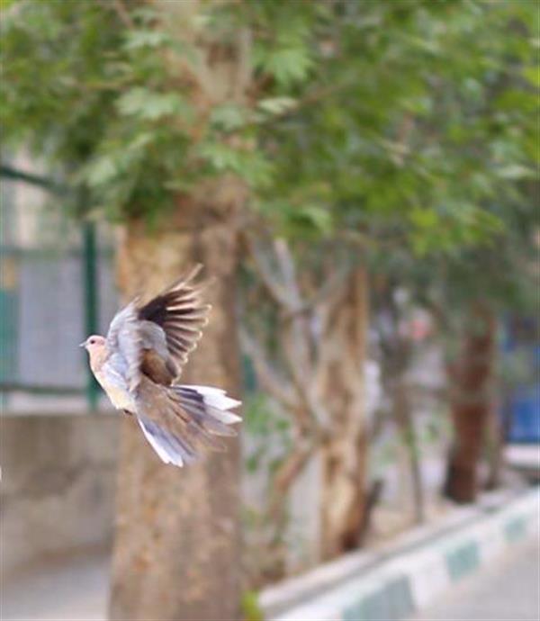 هنر عکاسی پرندگان iopzah