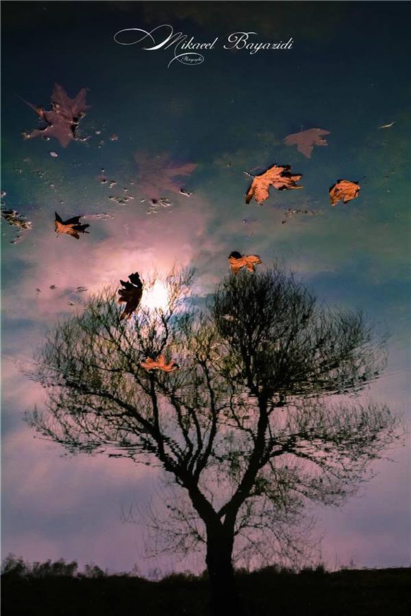 عکس برگ پاییزی برای پروفایل