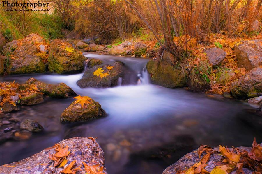 عکس برگ پاییزی برای پروفایل