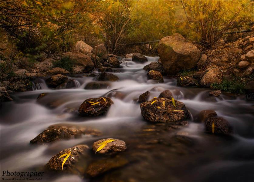 عکس برگ پاییزی برای پروفایل