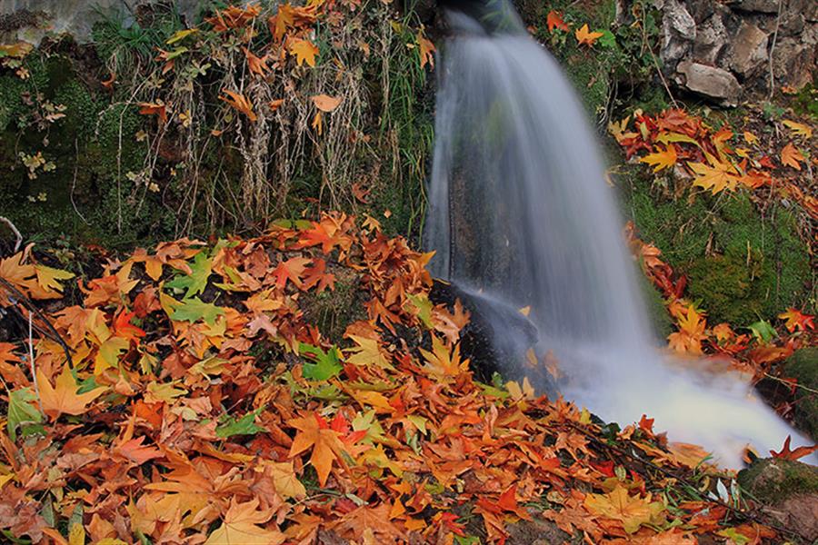 عکس برگ پاییزی برای پروفایل