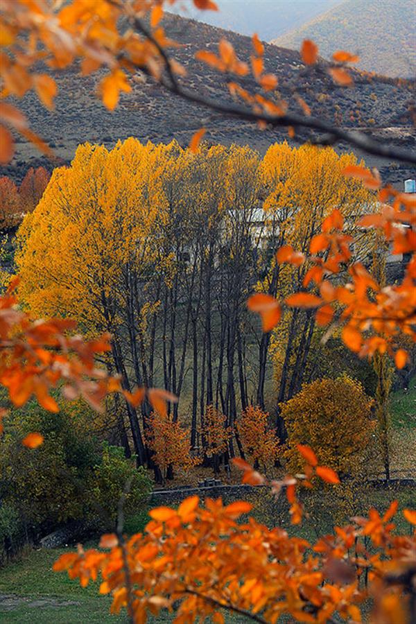 عکس برگ پاییزی برای پروفایل