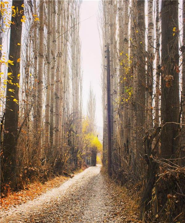 عکس برگ پاییزی برای پروفایل