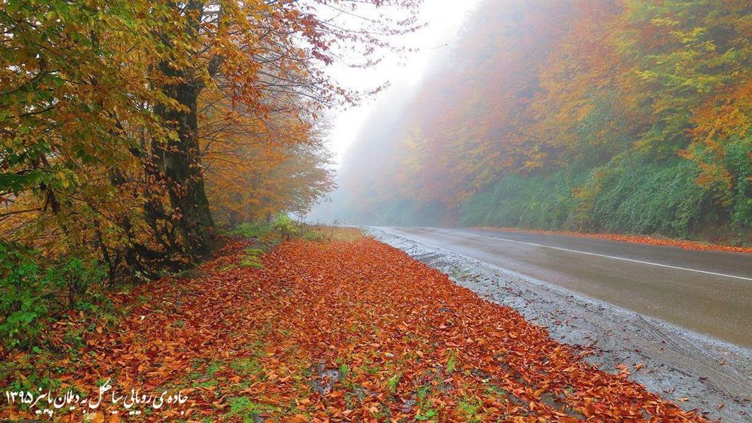 عکس برگ پاییزی برای پروفایل