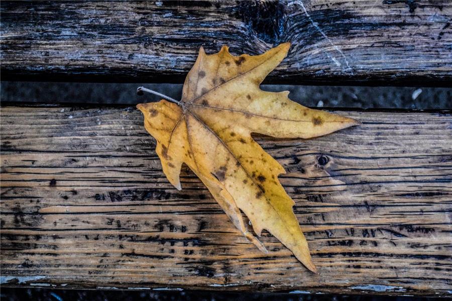 عکس برگ پاییزی برای پروفایل