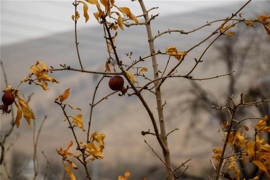 عکس برگ پاییزی برای پروفایل