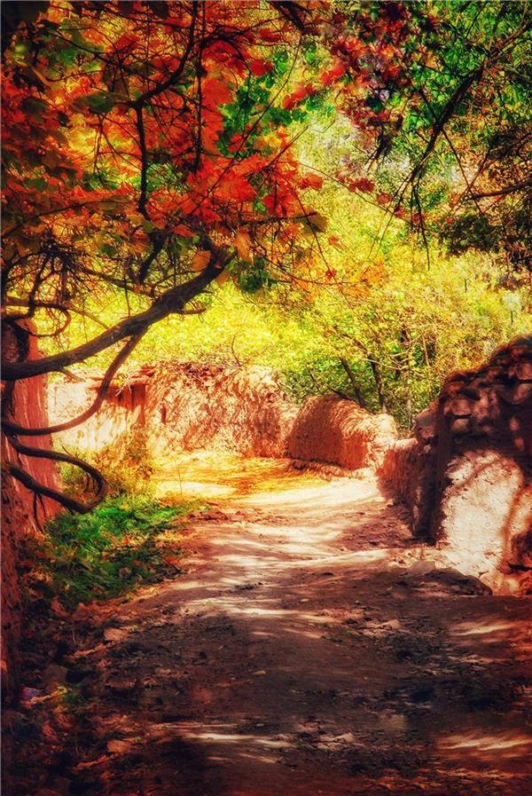 عکس برگ پاییزی برای پروفایل