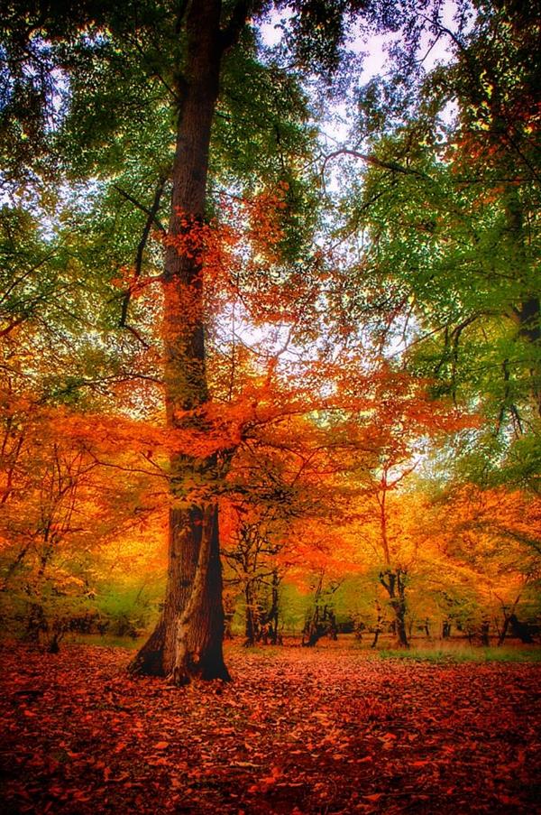 عکس های هنری فصل پاییز