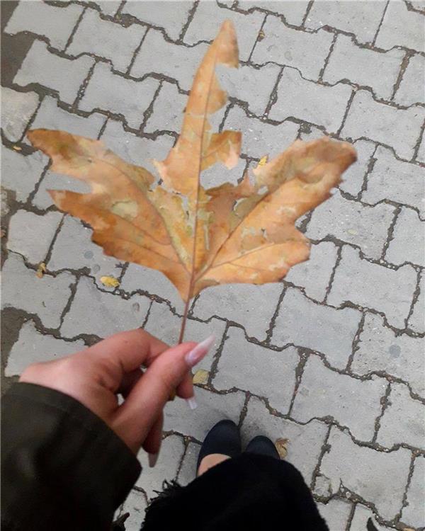 هنر عکاسی پاییز Rebekaz