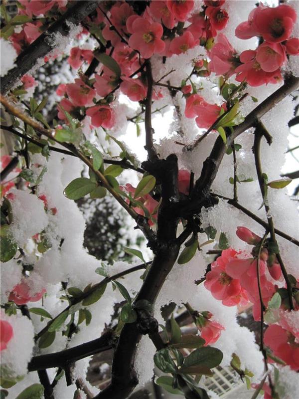 هنر عکاسی برف sepid اولین برف زمستانی بر روی گلهای به ژاپنی