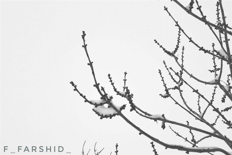 هنر عکاسی برف f_farshid 