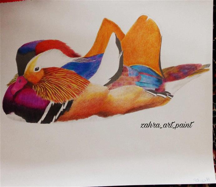 هنر نقاشی و گرافیک نقاشی حیوانات Zahra_art_paint تکنیک مداد رنگی..
اردک ماندارین