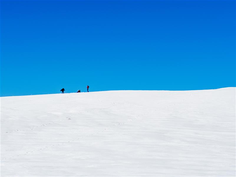  عکس مینیمال جنگل