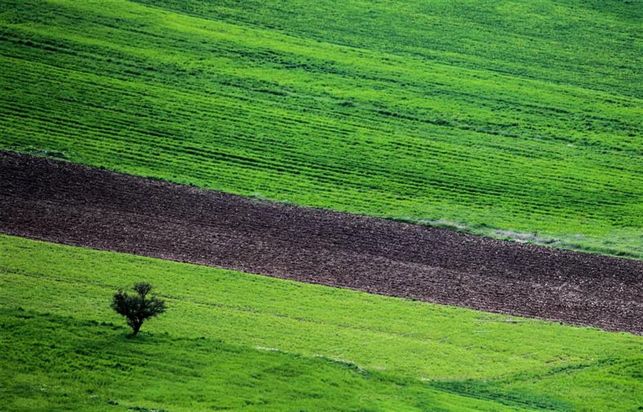  عکس مینیمال جنگل