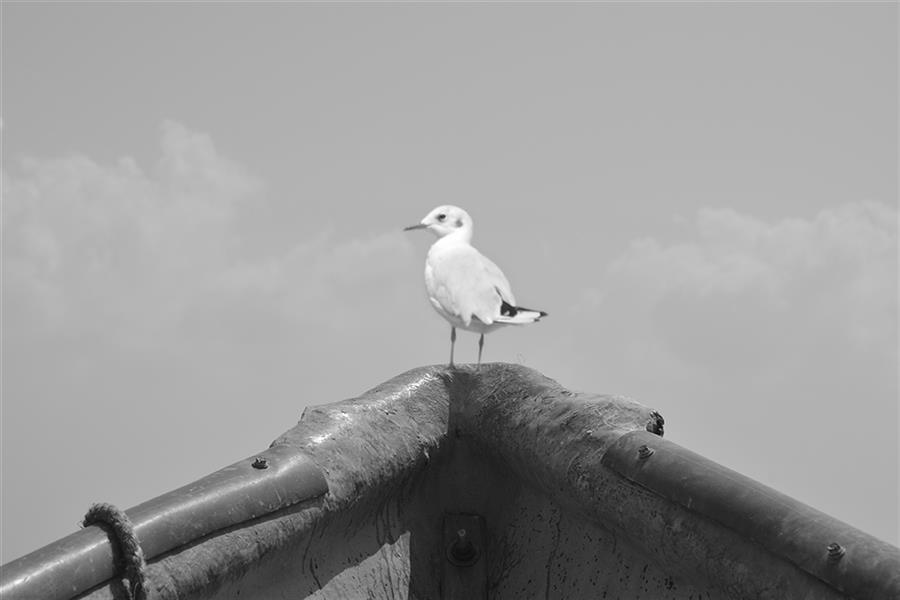  عکس مینیمال جنگل