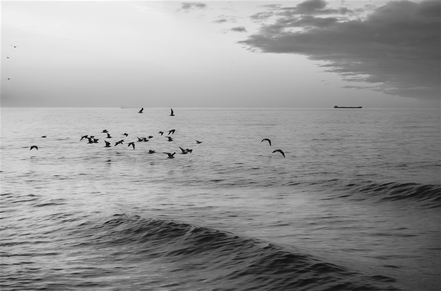  عکس مینیمال جنگل