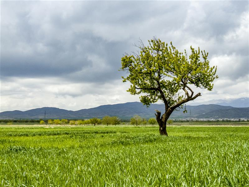 هنر عکاسی محفل عکاسی masoudamini تک درخت