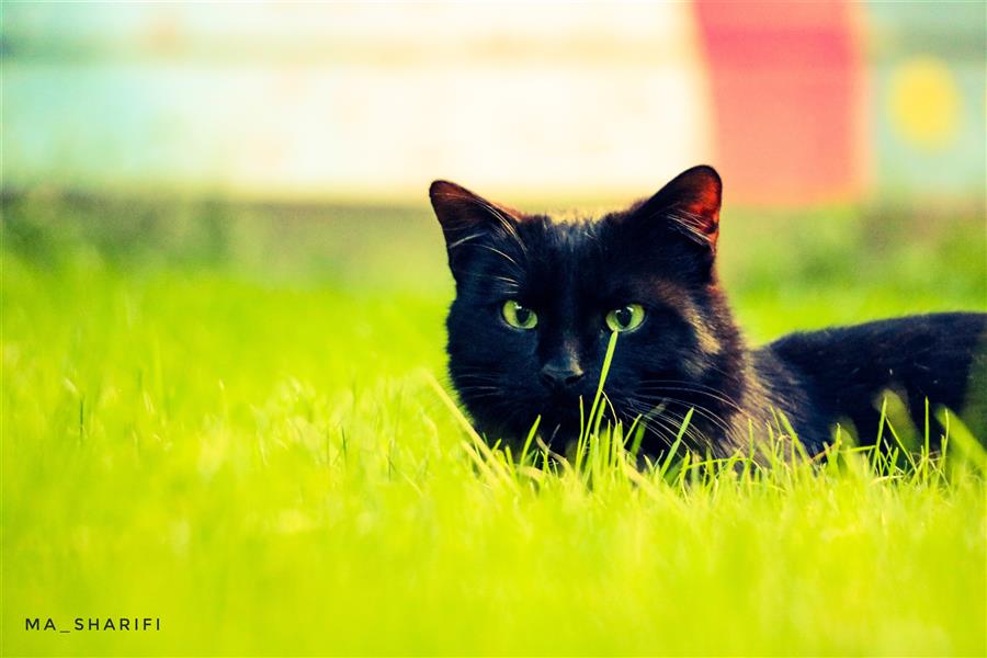 هنر عکاسی محفل عکاسی ادیب شریفی #cat #eyes #green