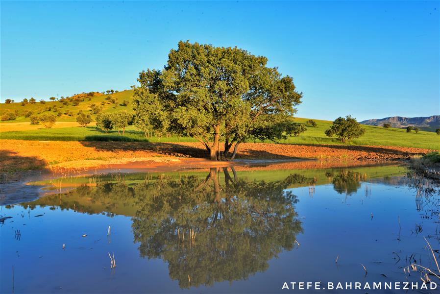 هنر عکاسی محفل عکاسی عاطفه بهرام نژاد طبیعت زیبای لرستان
#بلوط #طبیعت #منظره