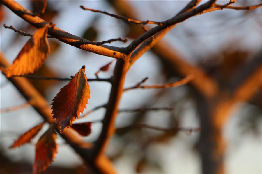هنر عکاسی محفل عکاسی AS-photography #پاییز