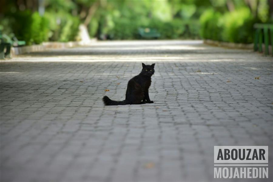 هنر عکاسی محفل عکاسی ابوذر مجاهدین میو کردن گربه قلب را ماساژ می دهد. "استوارت مک میلان" #گربه #شادی #زندگی