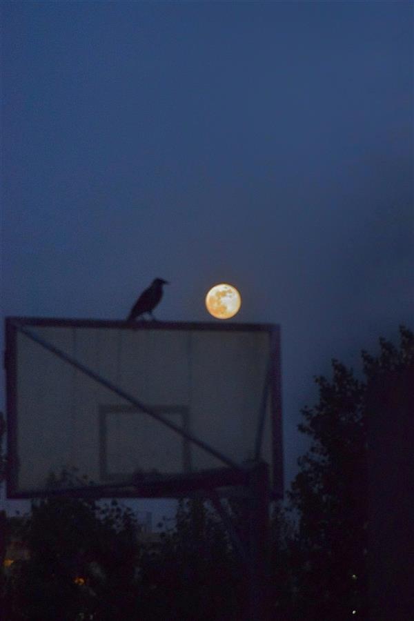 هنر عکاسی محفل عکاسی ابوذر مجاهدین #moon#birds#night #شب # ماه
