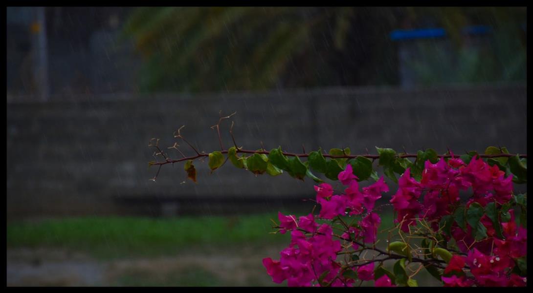 هنر عکاسی محفل عکاسی Hamed #باران #گل #زندگی #طراوت