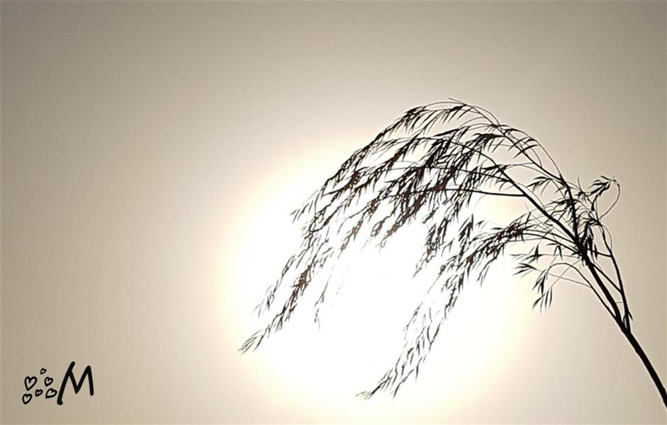هنر عکاسی محفل عکاسی Mahdiyh-Ebrahimi 