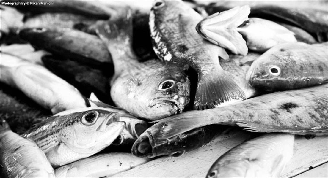 هنر عکاسی محفل عکاسی نیکان ماهیچی #death #fish #bnw #rasht
#مرگ #ماهی
#nikanmahichi