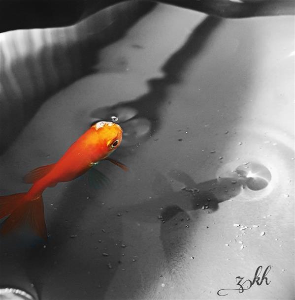 هنر عکاسی محفل عکاسی Zargol  #ماهی #ماهی_قرمز #حوض_آبی