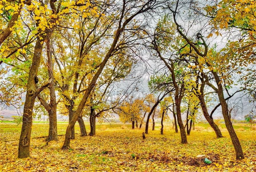 هنر عکاسی محفل عکاسی nader akbarpour(mezgana) به رنگ پاییز