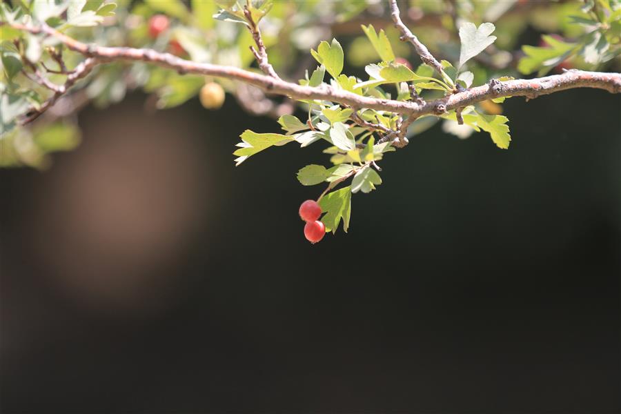 هنر عکاسی محفل عکاسی mphotography213