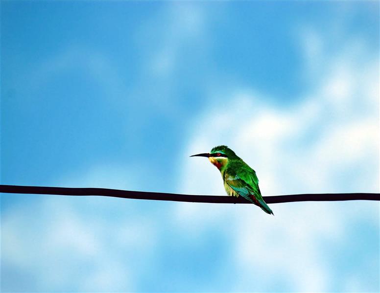 هنر عکاسی محفل عکاسی پیمان ملایی 