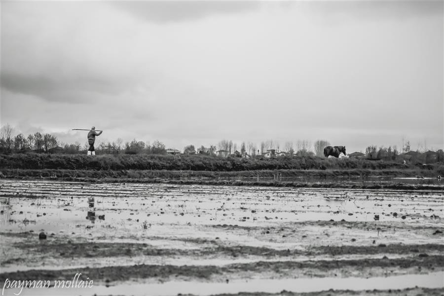 هنر عکاسی محفل عکاسی پیمان ملایی 