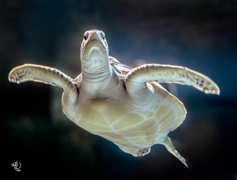 هنر عکاسی محفل عکاسی روح اله مصطفی نژادی #لاکپشت #دریایی ابعاد 50*70 کاغذ سیلک شاسی 16 میل