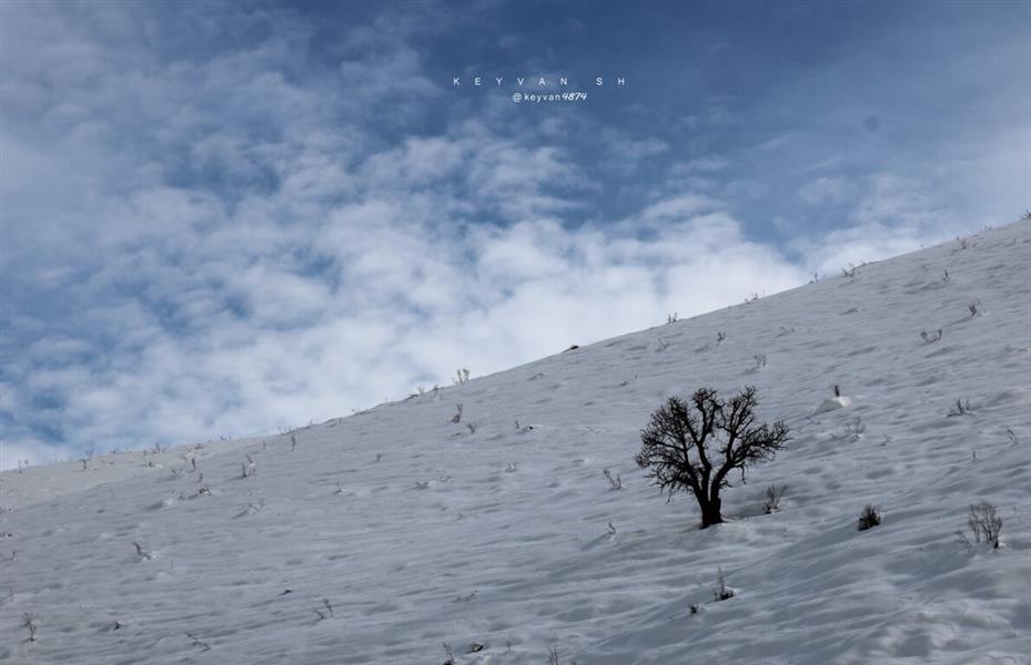 هنر عکاسی محفل عکاسی keyvan ...درخت همصحبت برف بود...