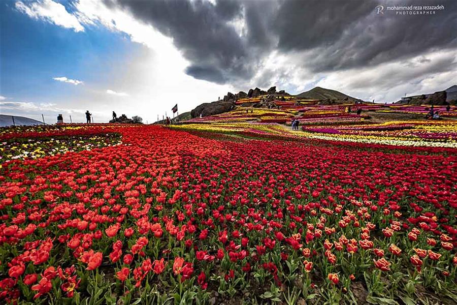 هنر عکاسی محفل عکاسی محمدرضا رضازاده دشت لاله‌های روستای کندر