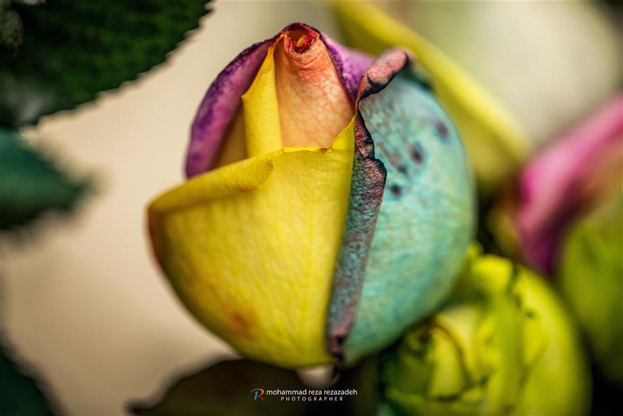 هنر عکاسی محفل عکاسی محمدرضا رضازاده گل زیبا