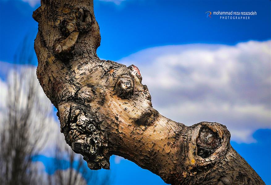 هنر عکاسی محفل عکاسی محمدرضا رضازاده از کناردرختان حاشیه خیابان خیلی آسان می گذریم اما اگر کمی  دقت کنیم می توانیم تصاویر زیبایی خلق کنیم.(پارک ملت تهران)
بخشنده و سربلند و زیباست درخت 
آرام و عمیق مثل دریاست درخت 
وقتی که شکست، در دل خود گفتم
مظلوم‌ترین زنده‌ی دنیاست درخت