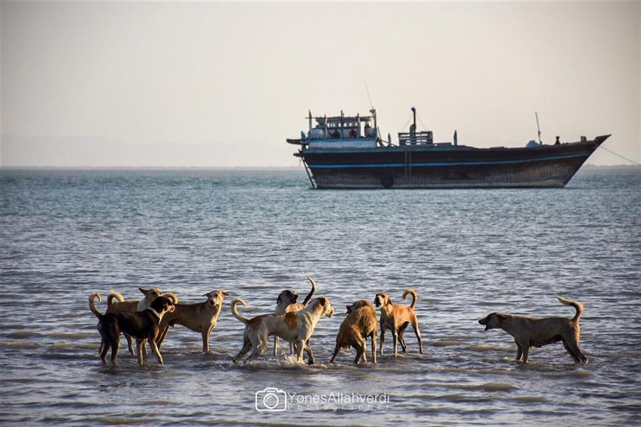هنر عکاسی محفل عکاسی یونس اله وردی حمله دو دسته سگ به هم