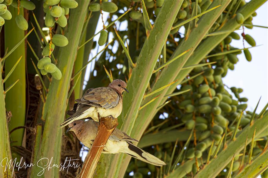 هنر عکاسی محفل عکاسی مهران شوشتری یک جفت یا کریم بر روی شاخه های نخل
#پرنده #کبوتر #درخت #نخل #اهواز #خوزستان #ایران #طبیعت