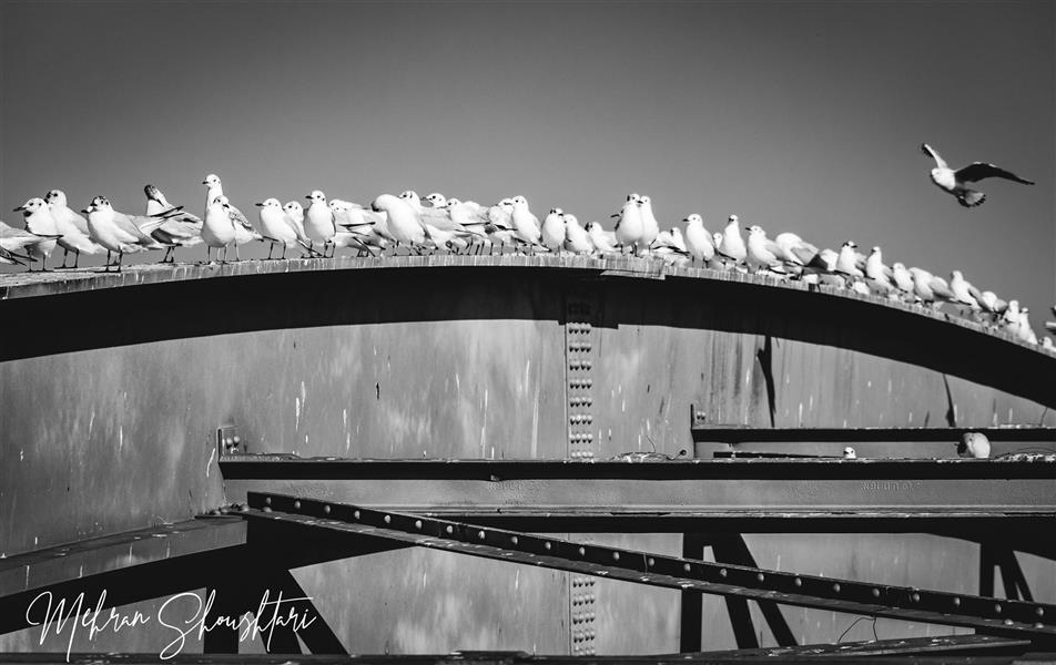 هنر عکاسی محفل عکاسی مهران شوشتری استراحت پرنده های مهاجر بر روی پل سفید اهواز-خوزستان در زمستان
#سیاه_و_سفید #پل #پرنده #پل-سفید #اهواز